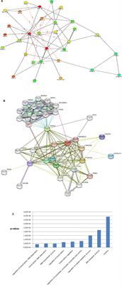 Systems-Level Mapping of Cancer Testis Antigen 1b/a to Sarcoma Pathways Identifies Activated Ran Binding-2 E3 SUMO-Protein Ligase and Transducin-Like Enhancer Protein 1